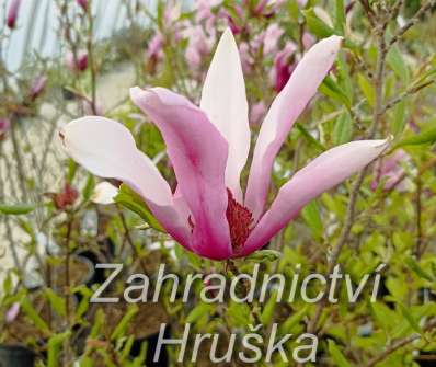 šácholan - Magnolia 'Orchid'