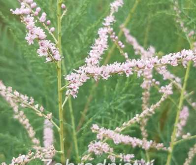 tamaryšek - Tamarix pentandra ´Pink  Cascade´