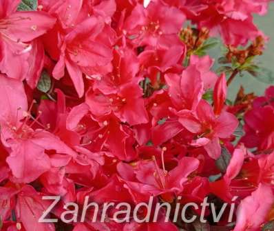 Azalea japonica 'Fridoline'