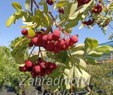 jeřáb - Sorbus Granatina