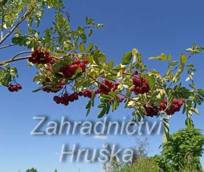 jeřáb - Sorbus Granatina