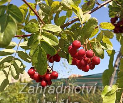 jeřáb - Sorbus Granatina