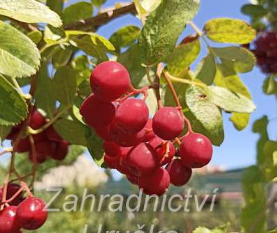 jeřáb - Sorbus Granatina