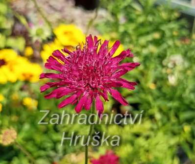 Knautia macedonica Red Knight