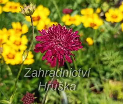 Knautia macedonica Red Knight