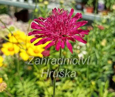 Knautia macedonica Red Knight