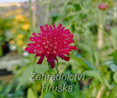 Knautia macedonica Red Knight