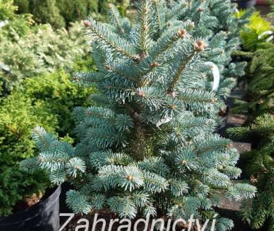 jedle - Abies lasiocarpa 'Micolas'