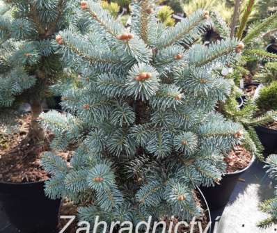 jedle - Abies lasiocarpa 'Micolas'