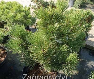 Borovice - Pinus leucodermis 'Pirin '