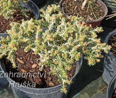 jedle - Abies koreana 'Kleiner Princ'