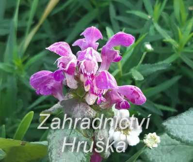 Lamium maculata Purple Dragon