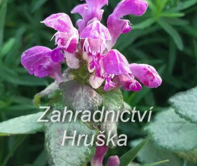 Lamium maculata Purple Dragon