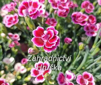 Dianthus Early Love