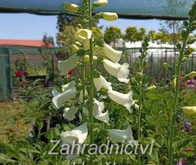 Digitalis Virtuoso White