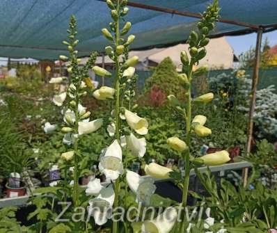 Digitalis Virtuoso White