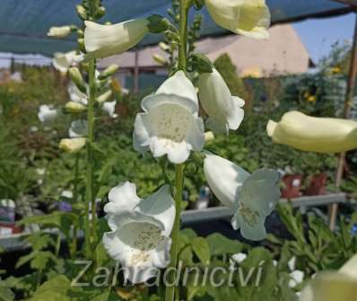 Digitalis Virtuoso White