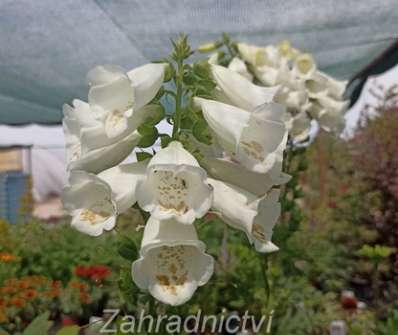 Digitalis Virtuoso White