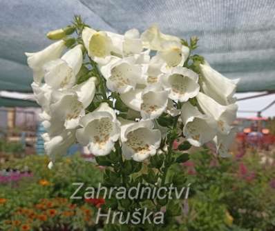 Digitalis Virtuoso White