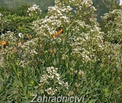 Gypsophila paniculata Starflakes