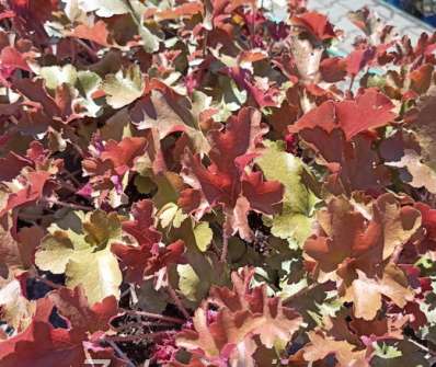 Heuchera Rockies Amber