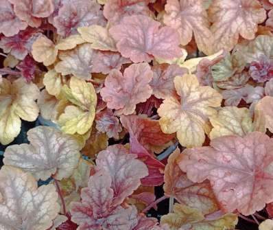 Heucherella Buttered Rum