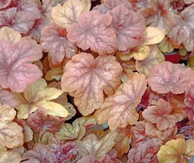 Heucherella Buttered Rum