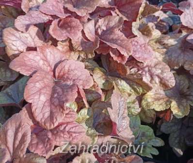 Heucherella Buttered Rum