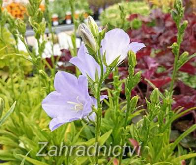 Campanula persicifolia Earlion Blue