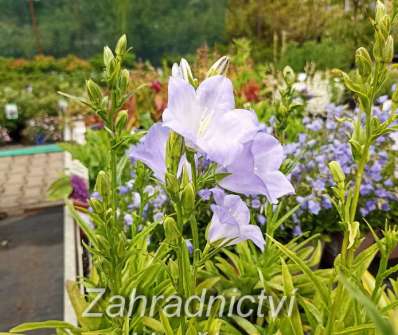 Campanula persicifolia Earlion Blue