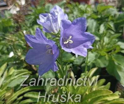 Campanula persicifolia Earlion Blue