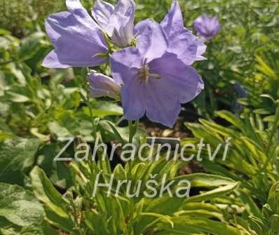 Campanula persicifolia Earlion Blue