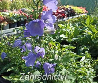 Campanula persicifolia Earlion Blue