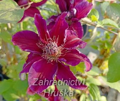 plamének - Clematis 'My Beauty'