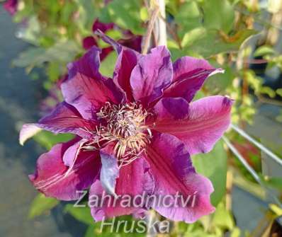 plamének - Clematis 'My Beauty'