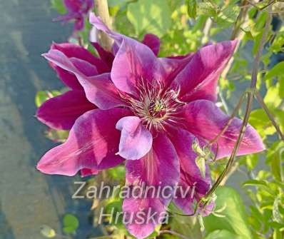 plamének - Clematis 'My Beauty'