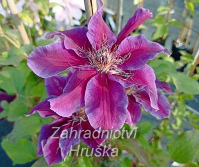 plamének - Clematis 'My Beauty'