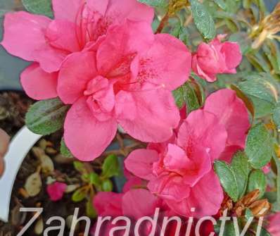 Azalea japonica 'Tornella'