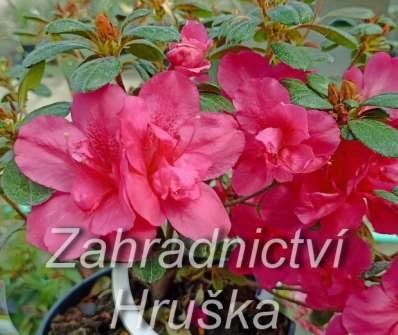 Azalea japonica 'Tornella'