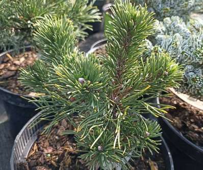 Borovice - Pinus densiflora 'Escalwood'