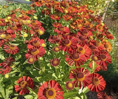 Helenium Mariachi Siesta