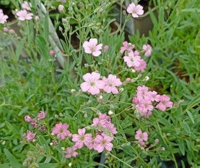 Gypsophila repens Filou Rose