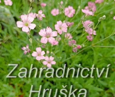 Gypsophila repens Filou Rose