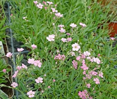 Gypsophila repens Filou Rose