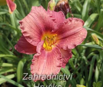 Hemerocallis Ed Murray