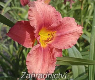 Hemerocallis Ed Murray