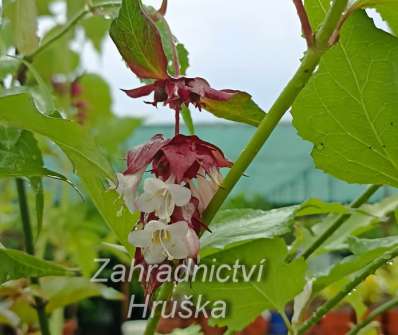 Lejcestérie - Leycesteria formosa 'Purple Rain'