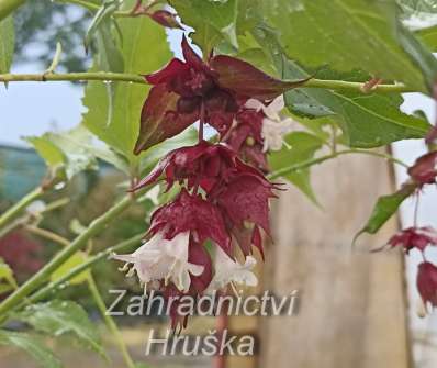 Lejcestérie - Leycesteria formosa 'Purple Rain'