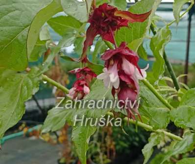 Lejcestérie - Leycesteria formosa 'Purple Rain'