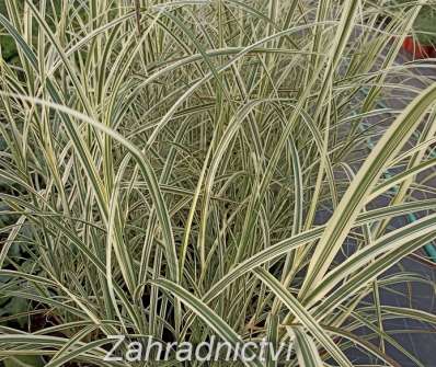 ozdobnice - Miscanthus sinensis 'Gracillimus Rigoletto'